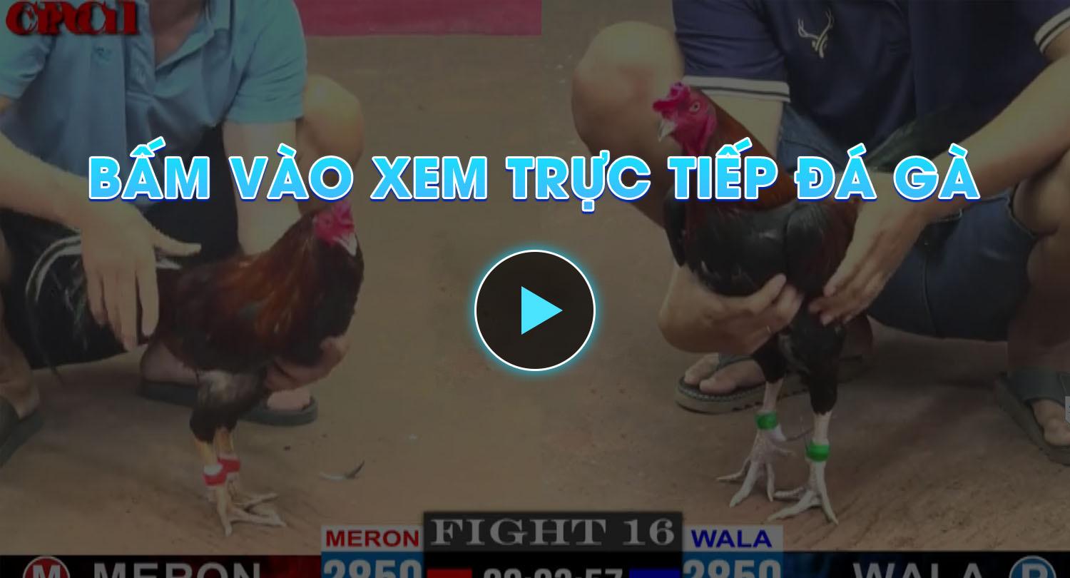 Bam-vao-xem-truc-tiep-da-ga