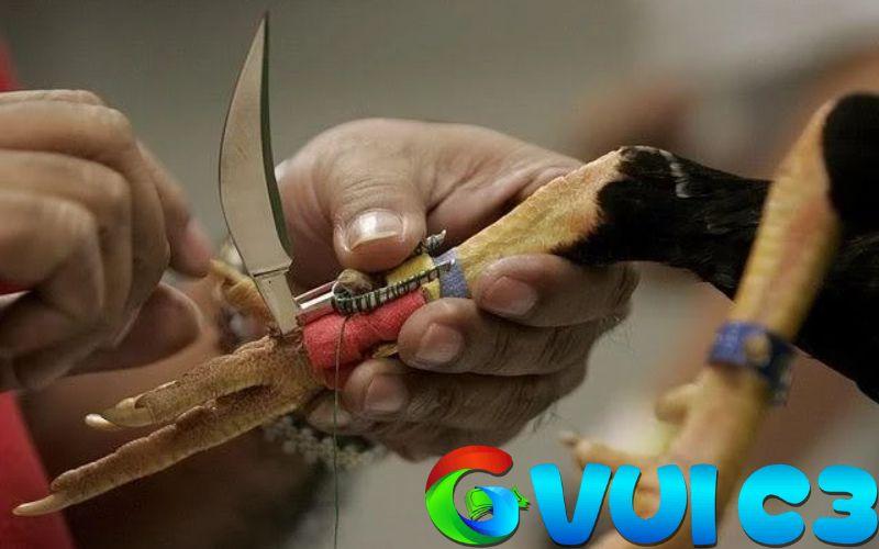 Hướng Dẫn Cách Băng Cựa Gà Đúng Kỹ Thuật – An Toàn, Hiệu Quả Tối Đa