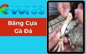 Băng Cựa Gà Đá