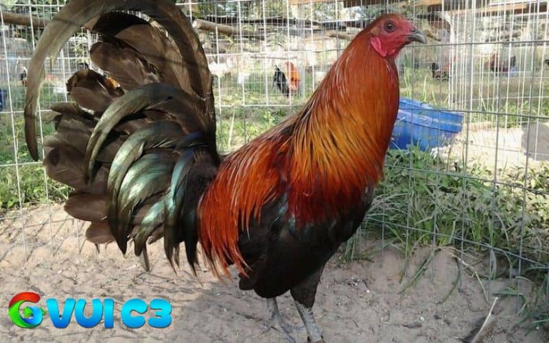 Các đặc điểm nhận biết gà chọi Mỹ