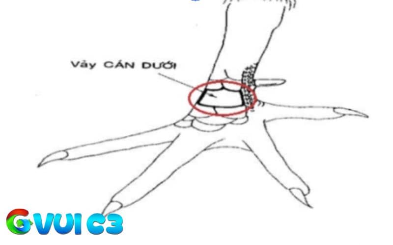 Các đặc điểm nhận biết gà vảy vấn cán