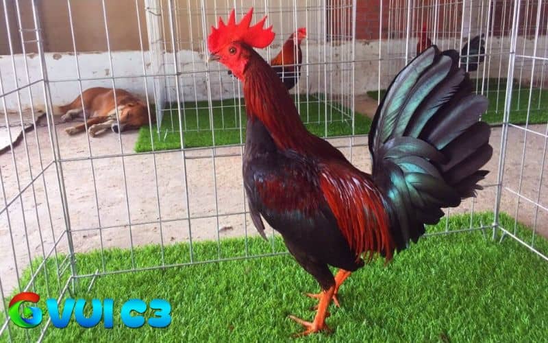 Các ưu nhược điểm về gà tre Asil