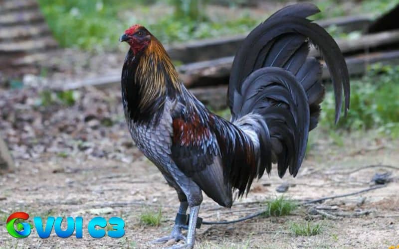 Các ưu và nhược điểm của gà chọi Mỹ