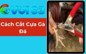 Cách Cắt Cựa Gà Đá