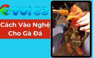 Cách Vào Nghệ Cho Gà Đá