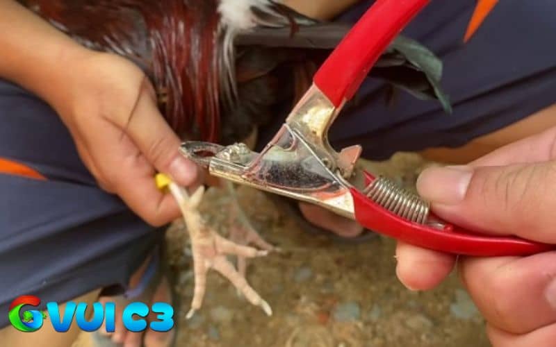 Cắt cựa gà đá sẽ có nhiều lợi ích cho chiến kê Cắt cựa gà đá sẽ có nhiều lợi ích cho chiến kê