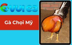 Gà chọi Mỹ