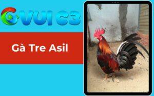 Gà Tre Asil