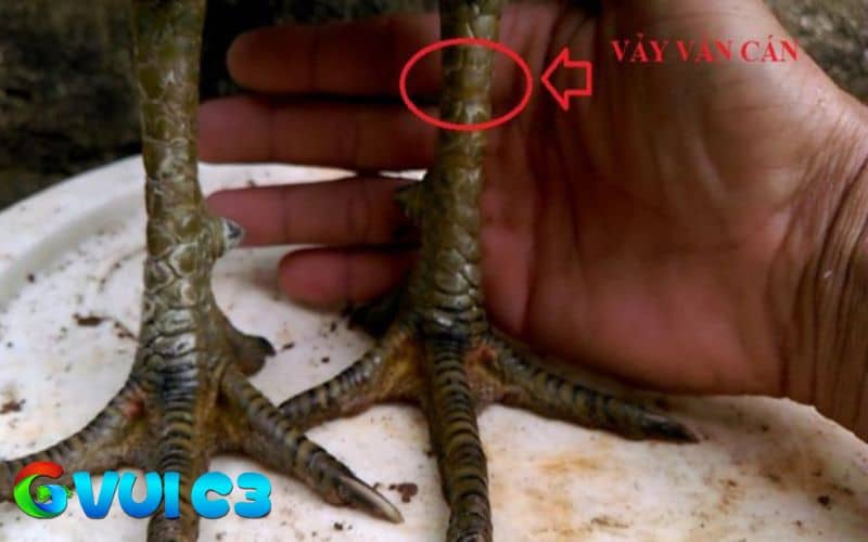 Gà vảy vấn cán có 2 loại là vấn cán tốt và vấn cán xấu
