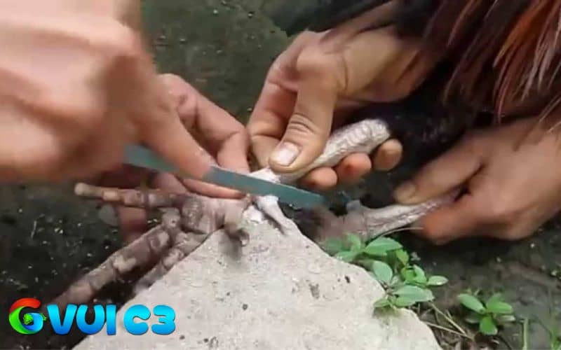 Hướng dẫn cách cắt cựa gà gà đúng cách Hướng dẫn cách cắt cựa gà gà đúng cách