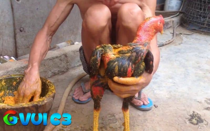 Hướng dẫn cách xả nghệ cho gà đá