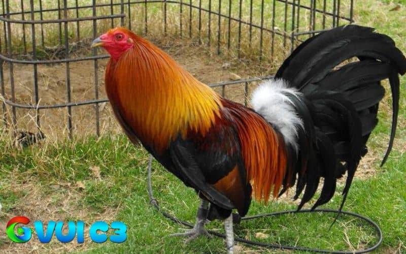 Nguồn gốc về gà chọi Mỹ