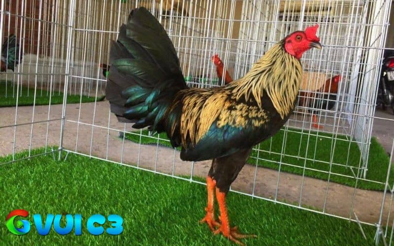 Những đặc điểm nhận biết gà tre Asil