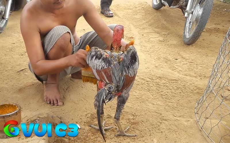 Tác dụng của việc vào nghệ cho gà đá
