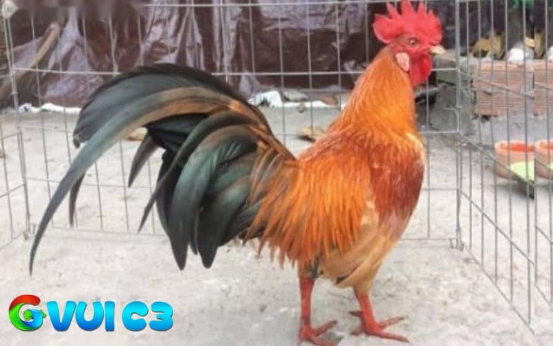 Thông tin về nguồn gốc của gà tre Asil
