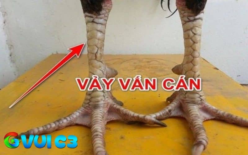 Vảy gà vấn cán là vảy mọc quấn quanh cựa hoặc gần với trị trí cựa