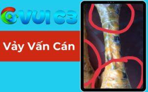 Vảy Vấn Cán