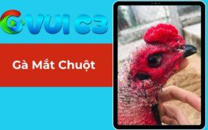 Gà Mắt Chuột