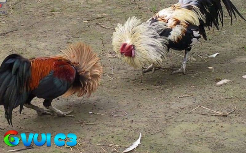 Bước 1: chuẩn bị trước khi xổ