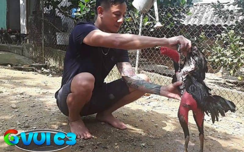 Bước 4: kết thúc buổi xổ và chăm sóc gà sau khi xổ