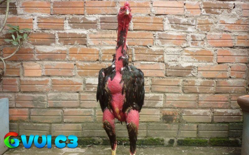 Các bài tập luyện giúp gà cổ to hơn
