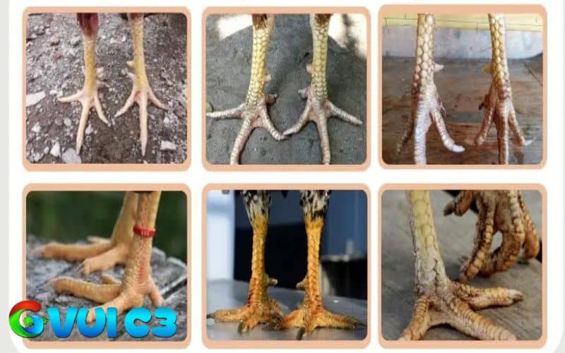 Các dạng vảy huyền trâm thường gặp Các dạng vảy huyền trâm thường gặp