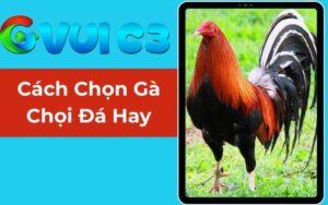 Cách Chọn Gà Chọi Đá Hay