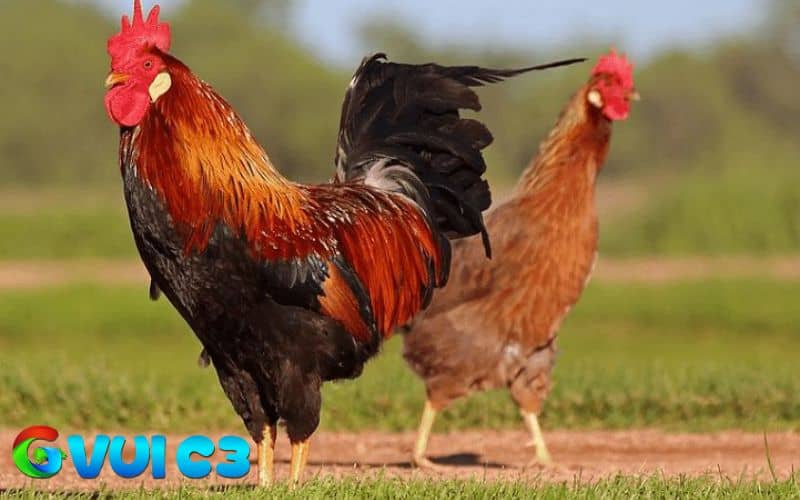 Cách chọn gà chọi đá hay qua giống bố mẹ