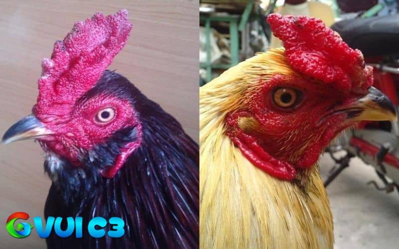 Cách chọn gà chọi đá hay qua mào