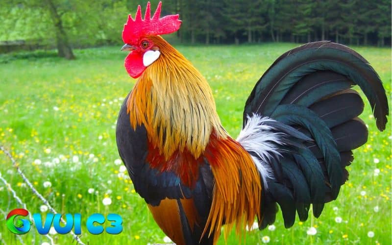 Cách chọn gà chọi đá hay qua màu sắc lông