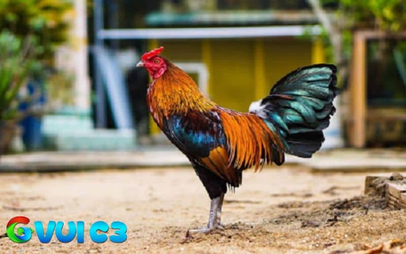Cách chọn gà chọi đá hay qua ngoại hình