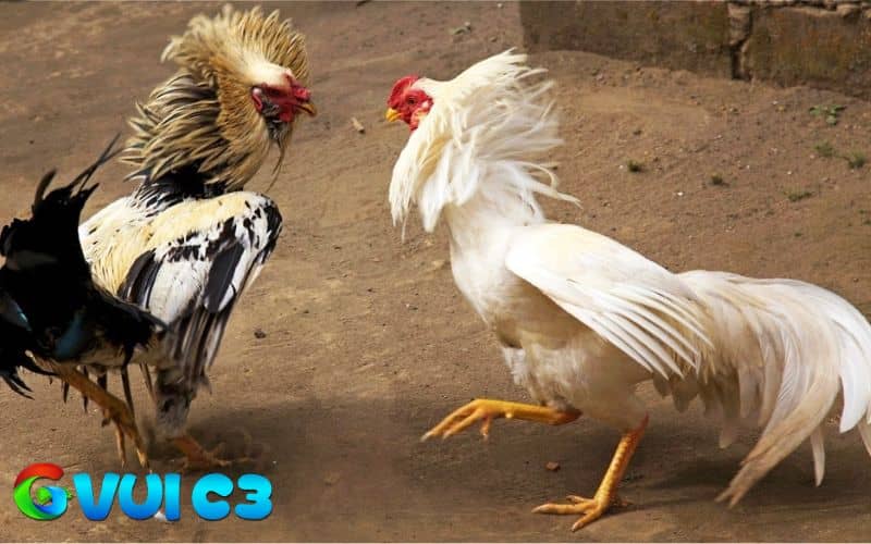 Cách chọn gà chọi đá hay qua tinh thần chiến đấu
