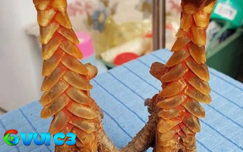 Cách chọn gà chọi đá hay theo vảy