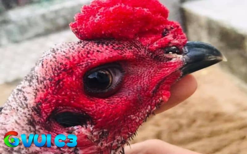 Cách nhận biết gà mắt chuột
