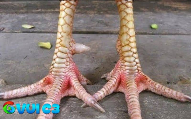 Các nhận biết vảy phủ địa khá đơn giản chỉ cần dựa trên vị trí và hình dạng Các nhận biết vảy phủ địa khá đơn giản chỉ cần dựa trên vị trí và hình dạng