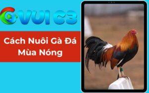 Cách Nuôi Gà Đá Mùa Nóng