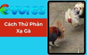 Cách Thử Phản Xạ Gà