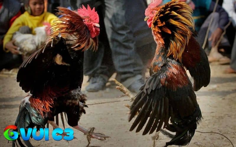 Cách thử phản xạ gà bằng động tác tay