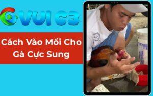 Cách Vào Mồi Cho Gà Cực Sung