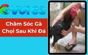 Chăm Sóc Gà Chọi Sau Khi Đá