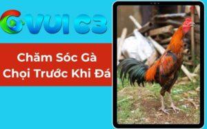 Chăm Sóc Gà Chọi Trước Khi Đá