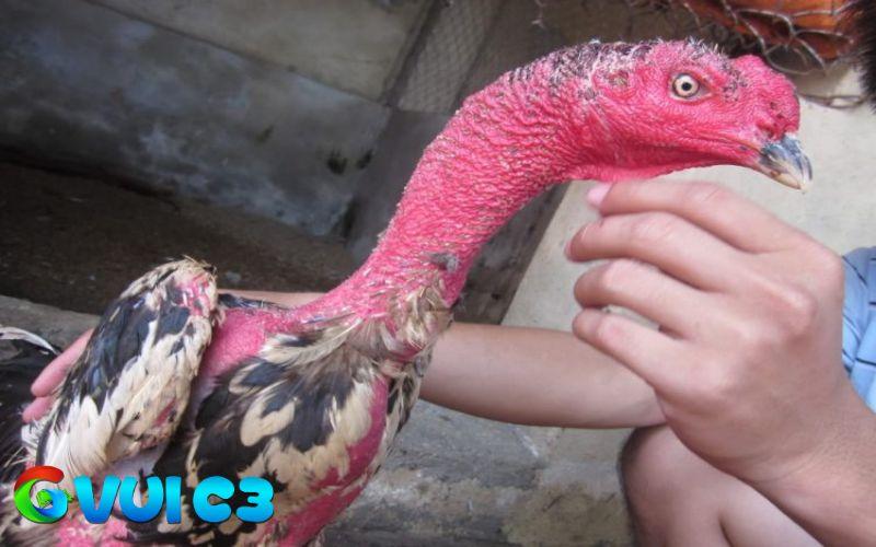 Chế độ dinh dưỡng cần thiết giúp gà phát triển cổ to