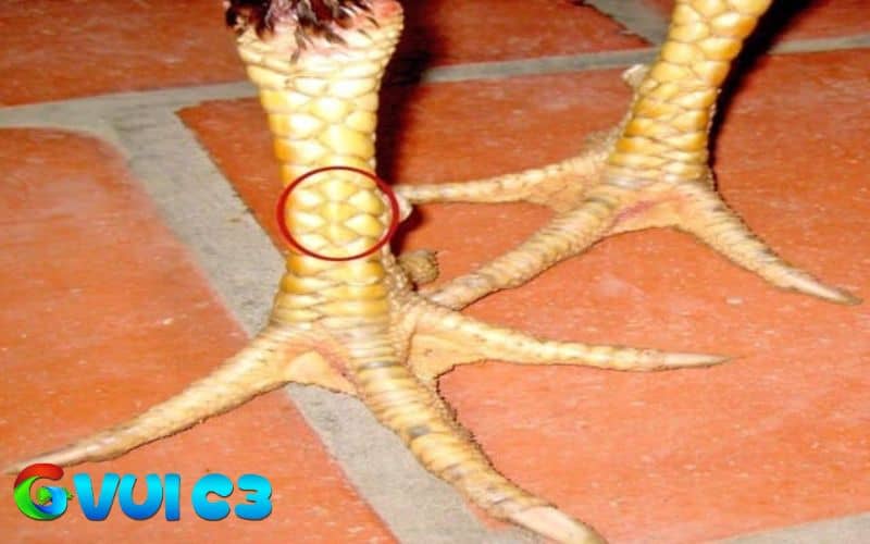 Chiến kê có vảy huyền trâm thường có lối đá tốt Chiến kê có vảy huyền trâm thường có lối đá tốt