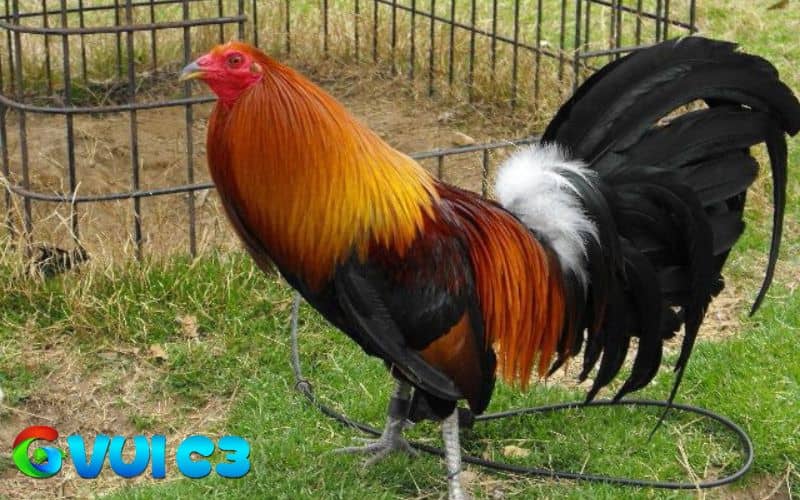 Cho gà ăn lương và trạch tăng độ dẻo dai và máu chiến