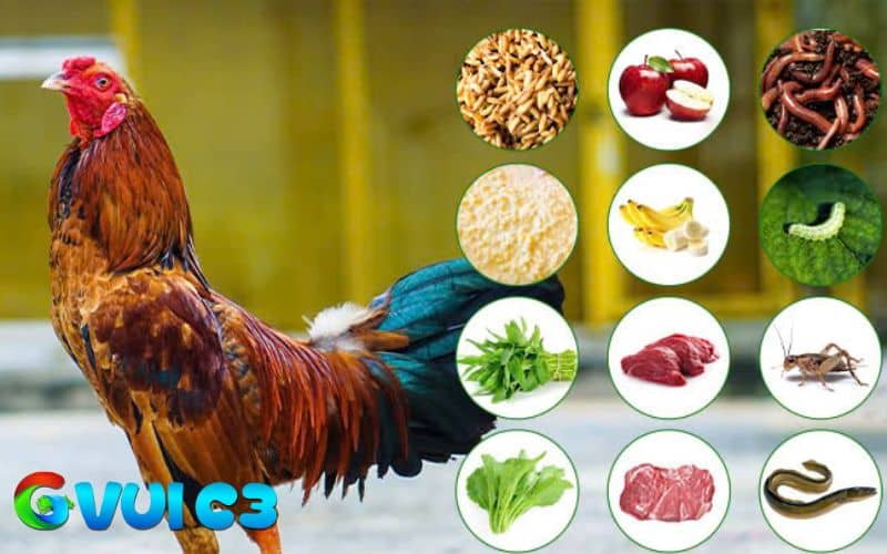 Cho gà ăn rau xanh để tăng chất xơ và tiêu hóa tốt