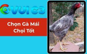 Chọn Gà Mái Chọi Tốt