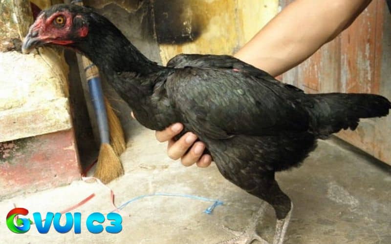 Dáng vóc là điểm đầu tiên khi chọn gà mái chọi tốt