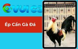 Ép Cân Gà Đá