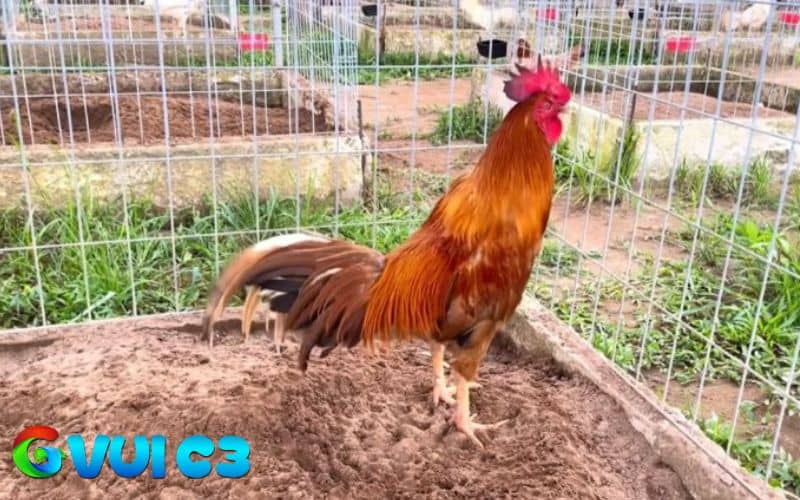 Gà béo phì hoặc lười vận động thì đây là dấu hiệu gà cần ép cân Gà béo phì hoặc lười vận động thì đây là dấu hiệu gà cần ép cân