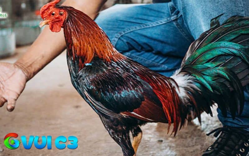 Gà chọi cần được chăm sóc sau khi đá vì có nhiều tổn thương nghiêm trọng